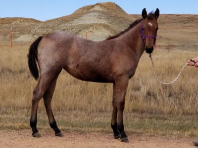 Paddys Gin Llano JW <BR> AQHA 6005061